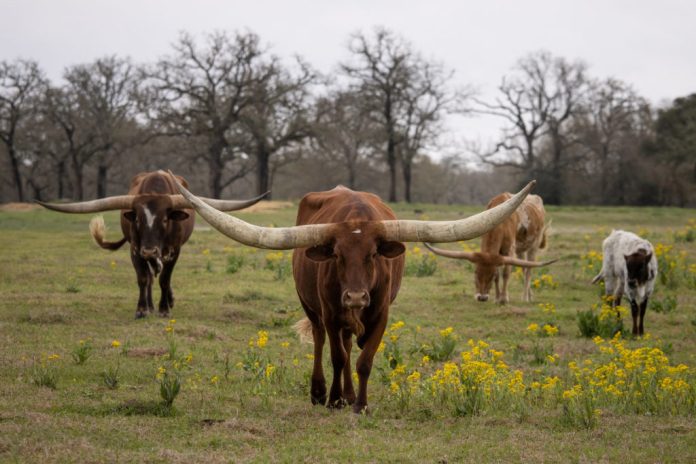 2025-10-22T180118Z_523450459_RC2A7T912PWJ_RTRMADP_3_USA-TRUMP-TARIFFS-CATTLE-1024x683.jpg