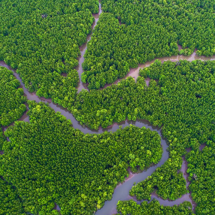 aerial-view-of-trees-768x768.jpg