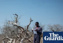 ‘There is no money’: As carbon markets collapse, what happens to the forests they promised to protect? | Carbon offsetting