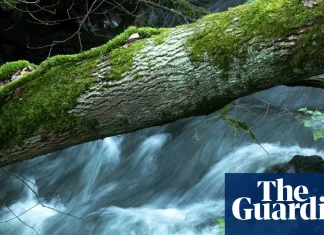 Country diary: This is true water music – and the more you listen, the more you hear | Rivers