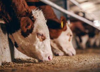 Why feeding animals human food is starving the planet