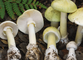 Dozens sick in outbreak of mushroom poisonings