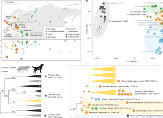 Dogs were widely distributed across western Eurasia during the Palaeolithic