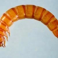 Mealworms May Help Deliver Avian Flu Vaccine – Lancaster Farming