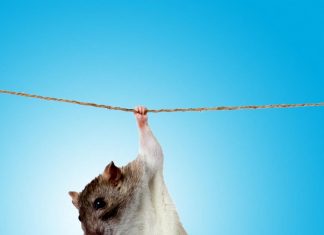 A gut microbe linked to the Mediterranean diet boosts muscle strength in mice