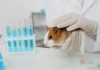 MHRA boosts drive to end animal testing with tech developments