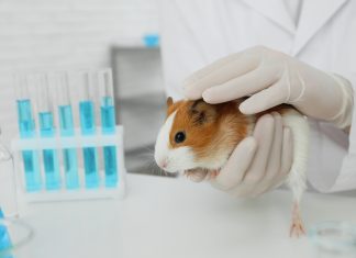 MHRA boosts drive to end animal testing with tech developments