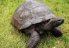 World’s Oldest Tortoise Exploited in Cryptocurrency Stunt