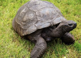 World’s Oldest Tortoise Exploited in Cryptocurrency Stunt