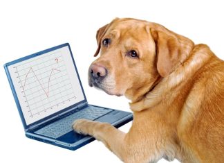 Should You Forget Dogecoin and Buy a More Serious Cryptocurrency Instead?