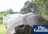 World’s oldest tortoise caught in viral crypto death scam | St Helena