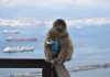 Gibraltar macaques are self-medicating with dirt to help them digest human. junk food