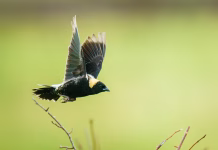 Bird Populations Are Declining. Here’s What Might Bring Birds Back