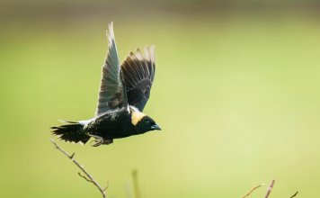 Bird Populations Are Declining. Here’s What Might Bring Birds Back