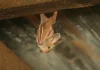 Kenyan bat coronavirus uses human CEACAM6 to enter cells, raising spillover concerns