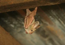 Kenyan bat coronavirus uses human CEACAM6 to enter cells, raising spillover concerns