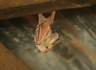 Kenyan bat coronavirus uses human CEACAM6 to enter cells, raising spillover concerns