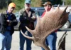 The loud political fight over high-priced Maine moose hunts