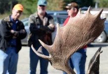 The loud political fight over high-priced Maine moose hunts