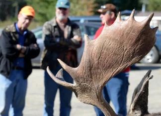 The loud political fight over high-priced Maine moose hunts