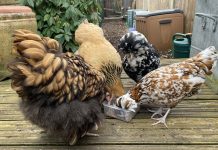 How a rapid-response bird flu vaccine trial is shaping global preparedness