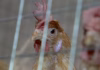 CDC warns of drug-resistant salmonella infections linked to backyard poultry