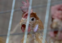 CDC warns of drug-resistant salmonella infections linked to backyard poultry