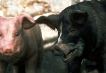 Animal Farm movies have a long history of missing the point