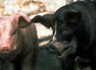 Animal Farm movies have a long history of missing the point