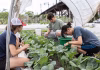 Penn researchers are turning food waste into building materials