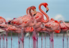 Florida’s flamingos are back. Here’s where to see them in the Everglades.