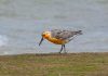 Red Knot surprises birder at Eel Point | Lifestyle | ack.net