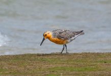 Red Knot surprises birder at Eel Point | Lifestyle | ack.net