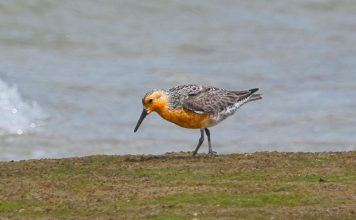Red Knot surprises birder at Eel Point | Lifestyle | ack.net