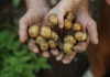 How did we learn which plants are safe to eat? 2 food scientists explain