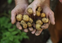 How did we learn which plants are safe to eat? 2 food scientists explain