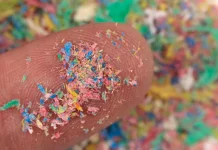 This popular fermented food may help flush microplastics from the body