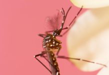 Mosquitoes Can Learn to Love DEET, Scientist Reveal