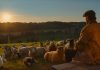 The Sheep Detectives Review: A Charming, High-Stakes Whodunit