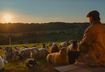 The Sheep Detectives Review: A Charming, High-Stakes Whodunit