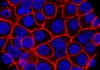 Experimental pill promises new hope for deadly pancreatic cancer