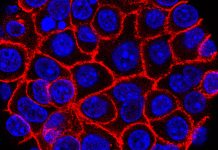 Experimental pill promises new hope for deadly pancreatic cancer