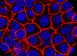 Experimental pill promises new hope for deadly pancreatic cancer