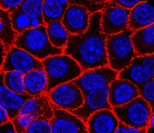 Experimental pill promises new hope for deadly pancreatic cancer