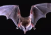 Bat in Haldimand-Norfolk tests positive for rabies, public health says