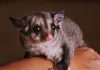 Wattles: WA Wildlife rescue service nurses more than 100 sick and injured animals through depths of winter