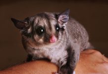 Wattles: WA Wildlife rescue service nurses more than 100 sick and injured animals through depths of winter