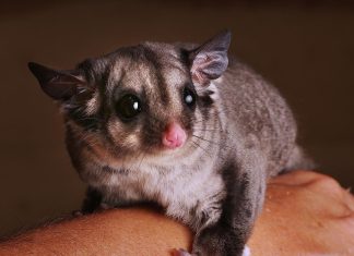 Wattles: WA Wildlife rescue service nurses more than 100 sick and injured animals through depths of winter