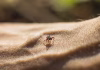 Powassan virus disease is on the rise in the U.S.