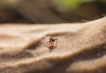 Powassan virus disease is on the rise in the U.S.